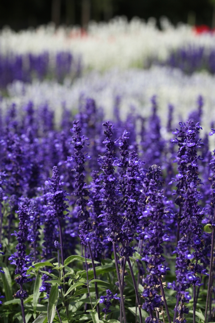 Salvia Victoria Blue 1 Gal