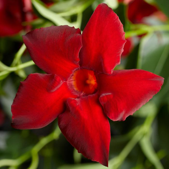 Mandevilla Bella Scarlet 1 Gal