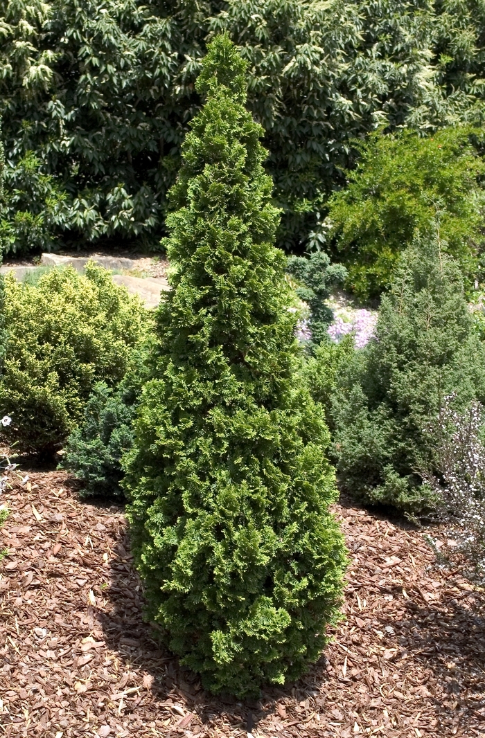Arborvitae Emerald Green B & B 8 - 10'