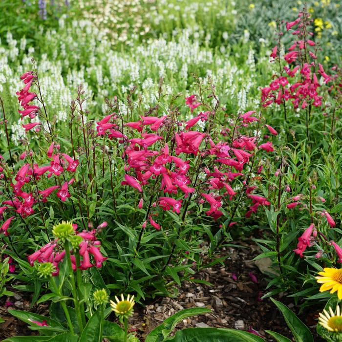 Penstemon Nova Pearl 1 Gal