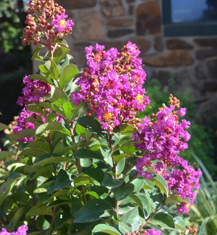 Crape Myrtle Princess Kylie 3 Gal