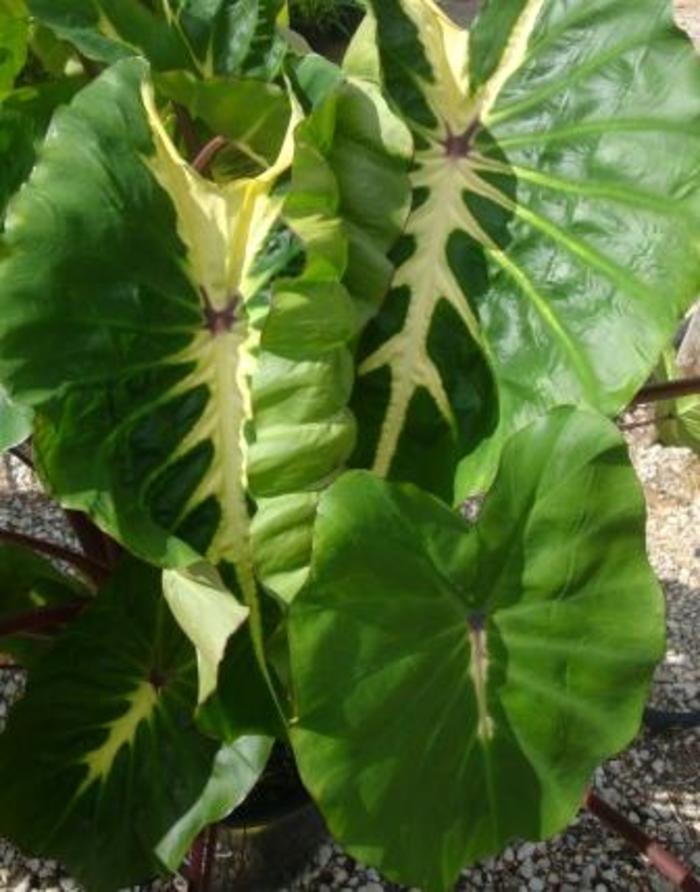 Elephant Ear Calidora 12"