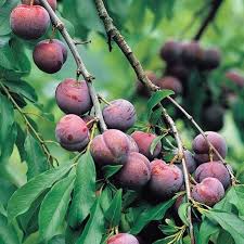 Santa Rosa Plum (Prunus), 5 gallon