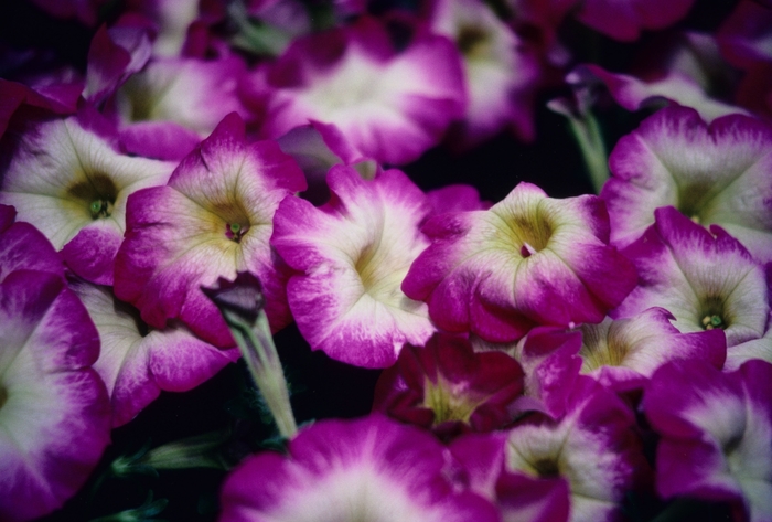 Petunia Capella Ruby Red Quart