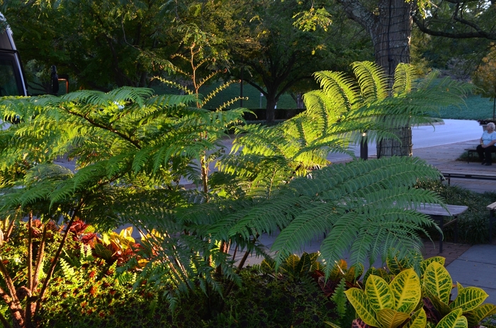 Sago Palm 3 Gal