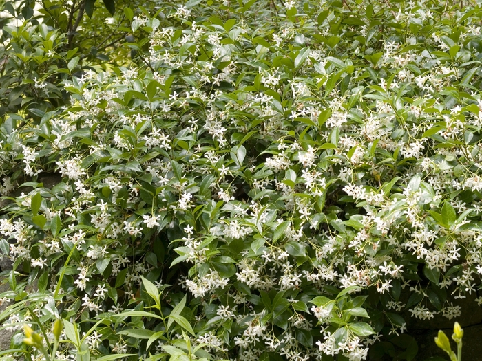Star Jasmine Madison Hardy 1 Gal