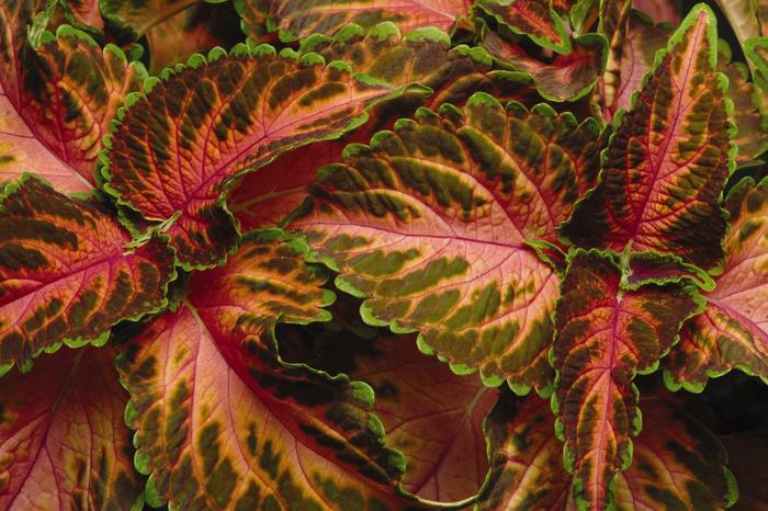 Coleus Colorblaze Royal Pineapple Brandy Quart