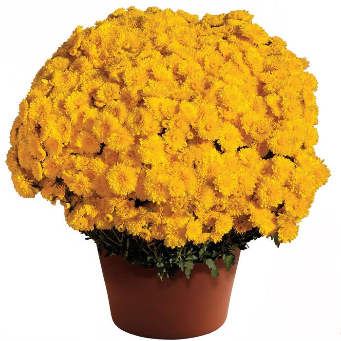 Mum Cheryl Spicy Orange 3 Gal