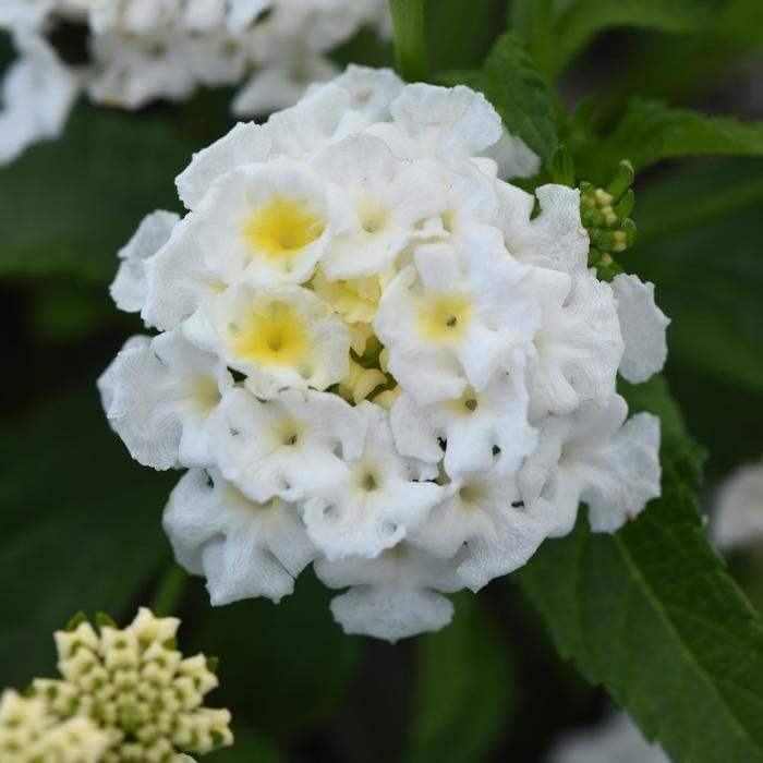Lantana Shamrock Lavender 1 Gal