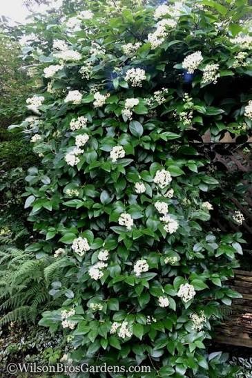 Barbara Ann Climbing Hydrangea, 3 gallon