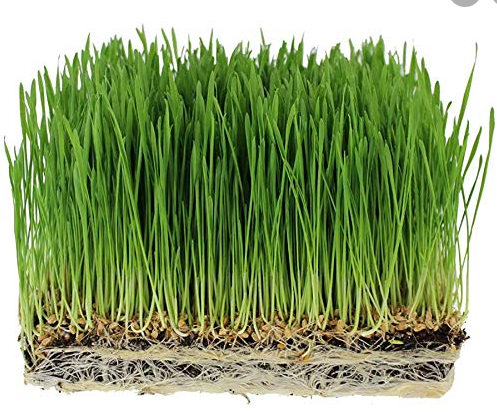 Wheatgrass/Pet Grass - website