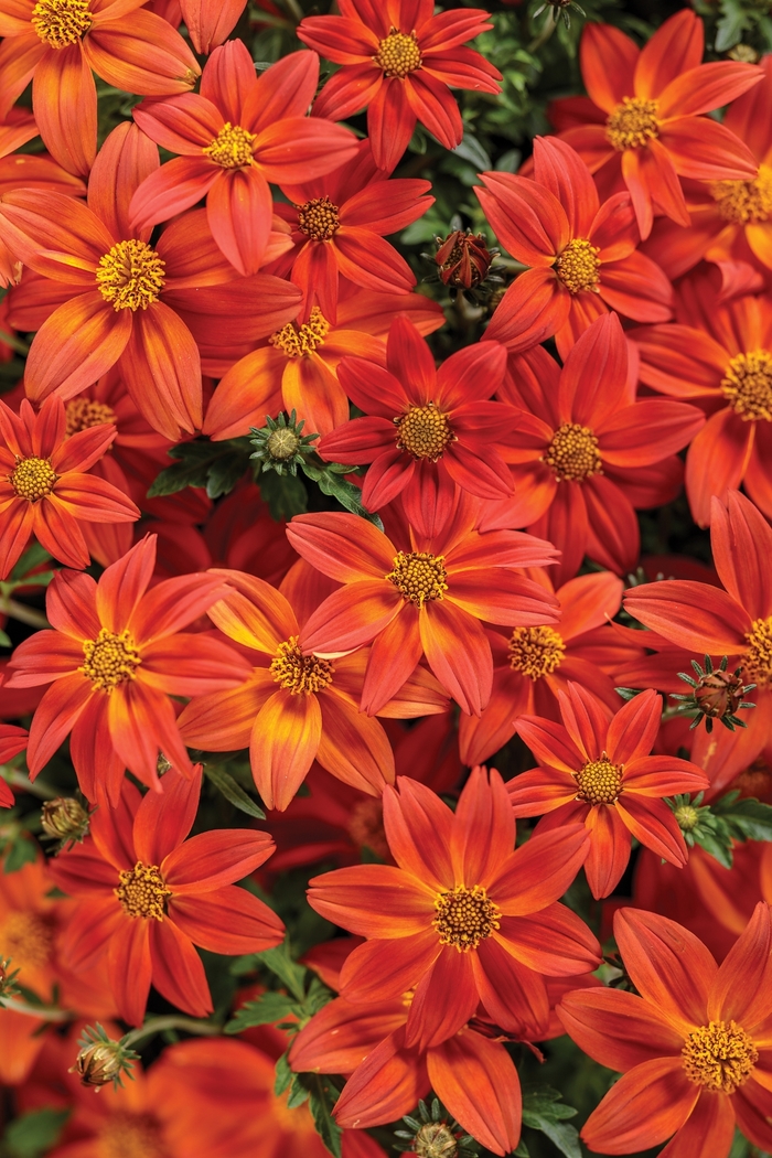 Bidens Campfire Marshmallow Quart