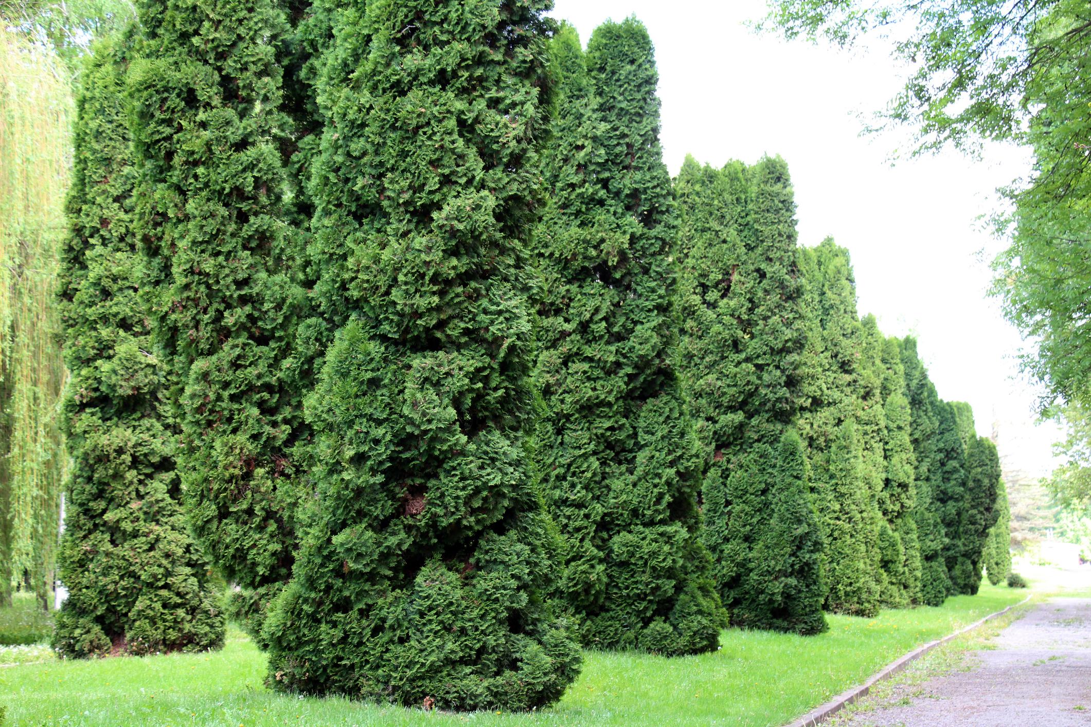 Emerald Green Arborvitae