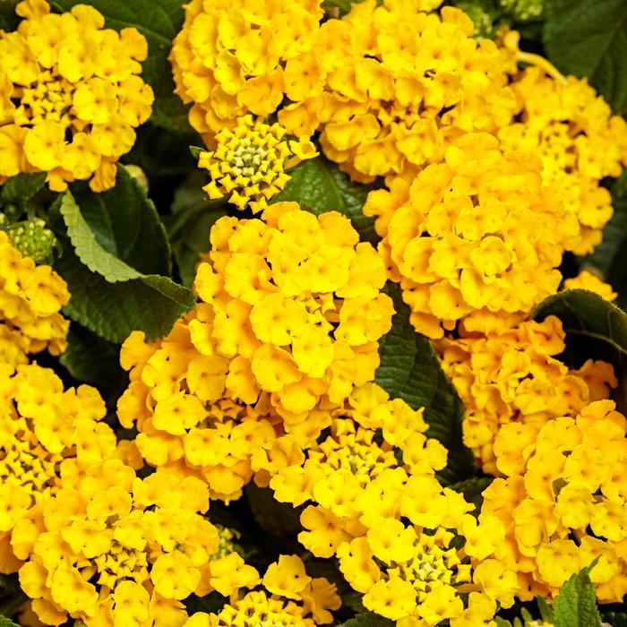 Lantana Luscious Pina Colada Quart PW