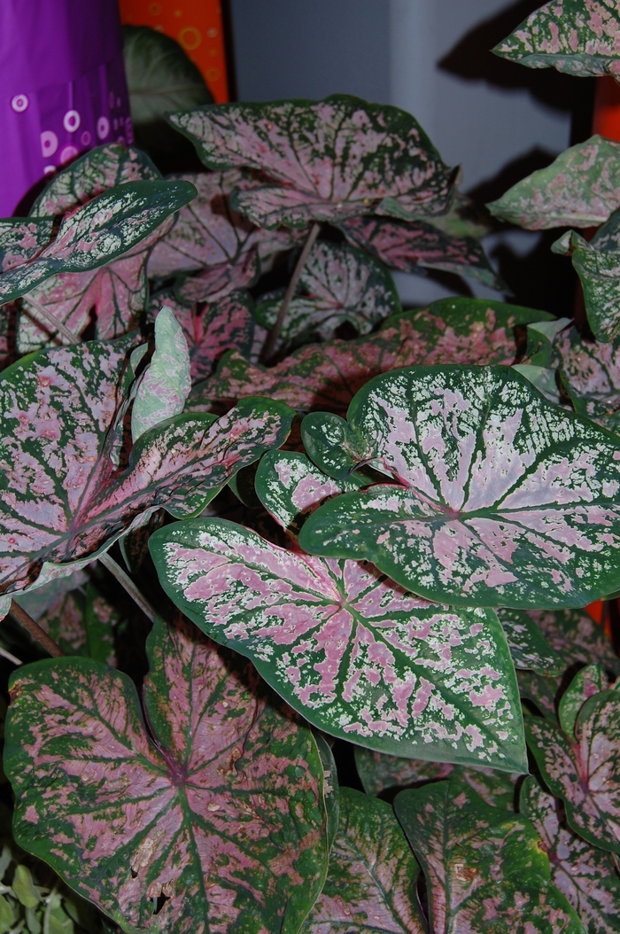 Caladium Fancy Lemon Blush 6.5"