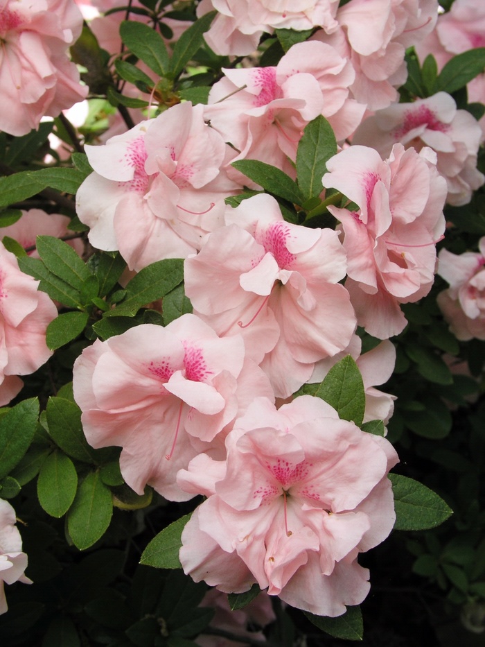 Azalea Red Ruffle 1 Gal