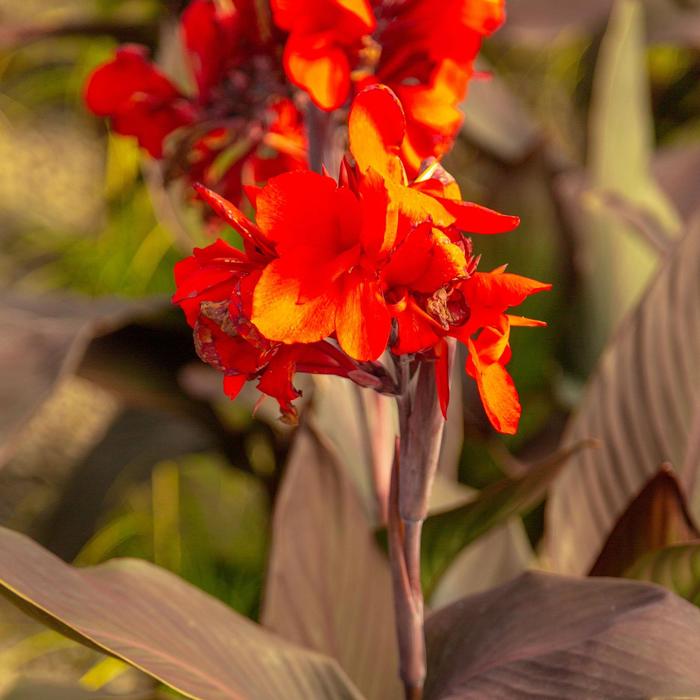 Canna Cannova Golden Leopard 3 Gal