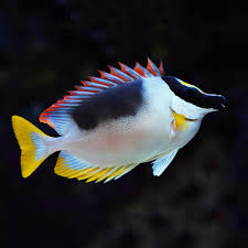 Magnificent Rabbitfish