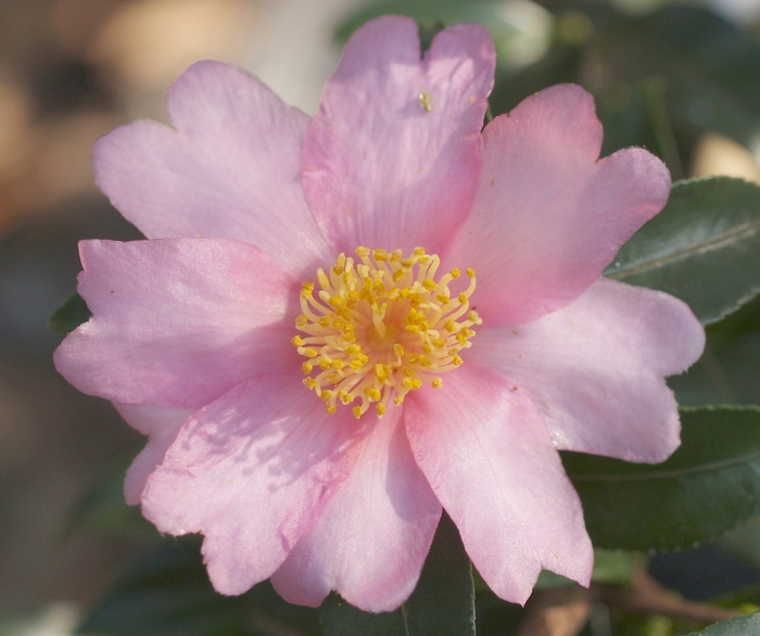 Camellia Magic Rose 5 Gal