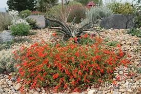 Orange Carpet Epilobium, 1 gallon
