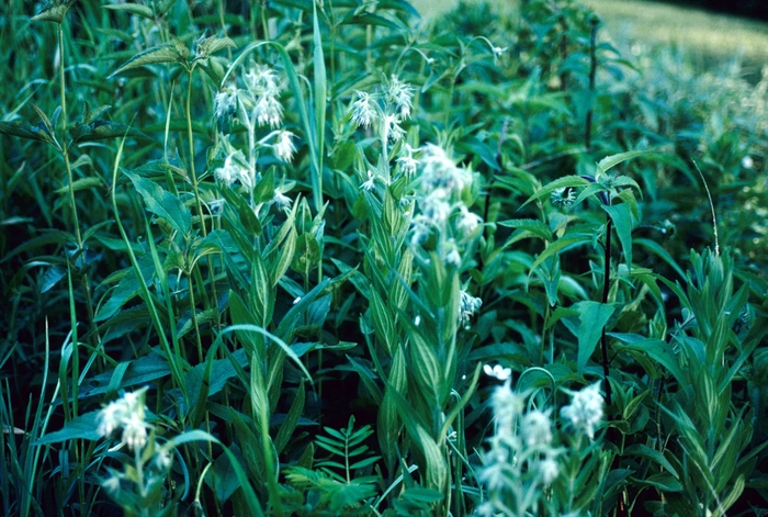 Mondo Grass 4" (Regular)