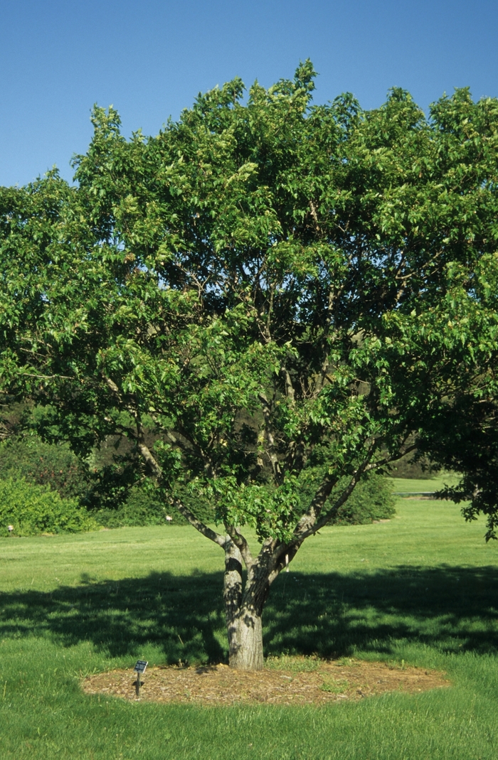 Japanese Maple Osakazuki Akame 6 Gal