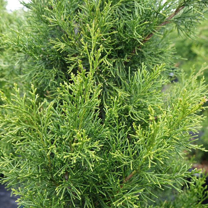 Juniper Brodie 7 Gal