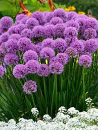 Millennium Ornamental Onion (Allium), 1 gallon