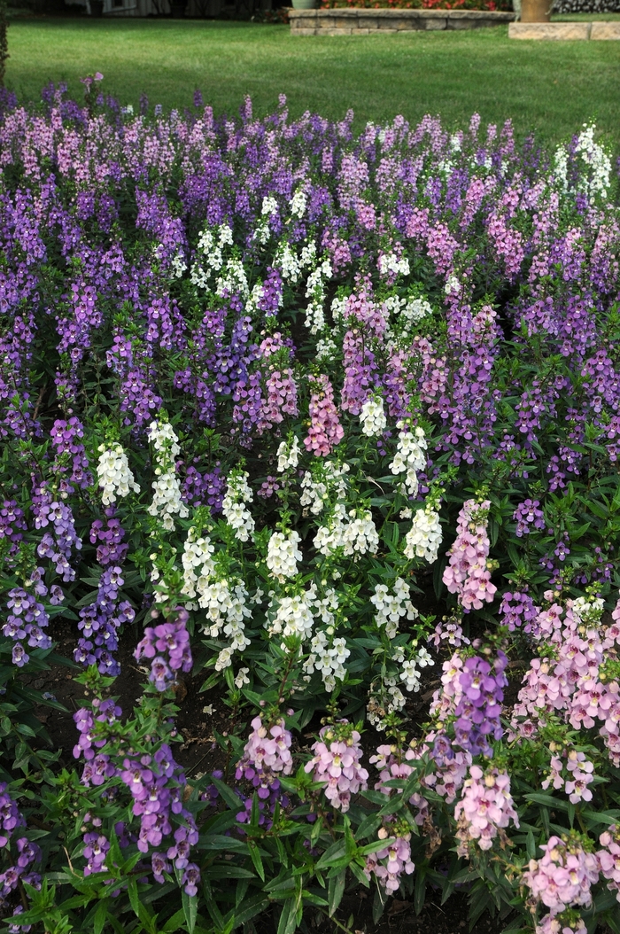 Angelonia Rose Serena 1 Gal