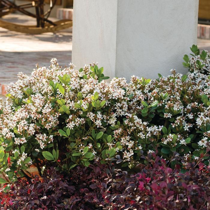 Indian Hawthorn Umbellata 5 Gal