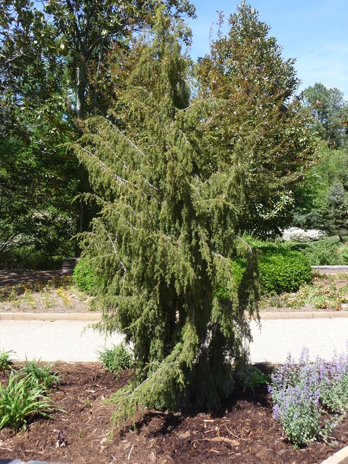 Juniper Bar Harbor 5 Gal