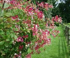Peaches and Cream Honeysuckle (Lonicera), 3 gallon