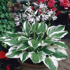 Patriot Hosta, 1 gallon