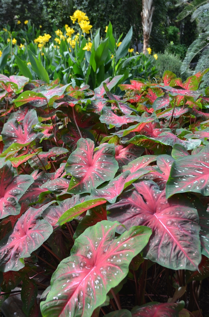 Caladium White Christmas Quart
