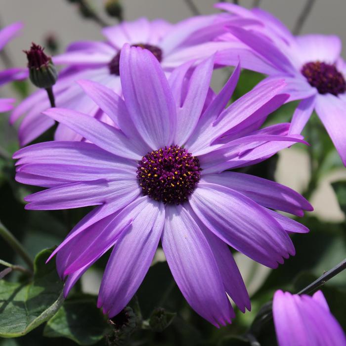 Pericallis Senetti White Red Heart 8"