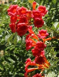Flamenco Trumpet Vine (Campsis), 3 gallon