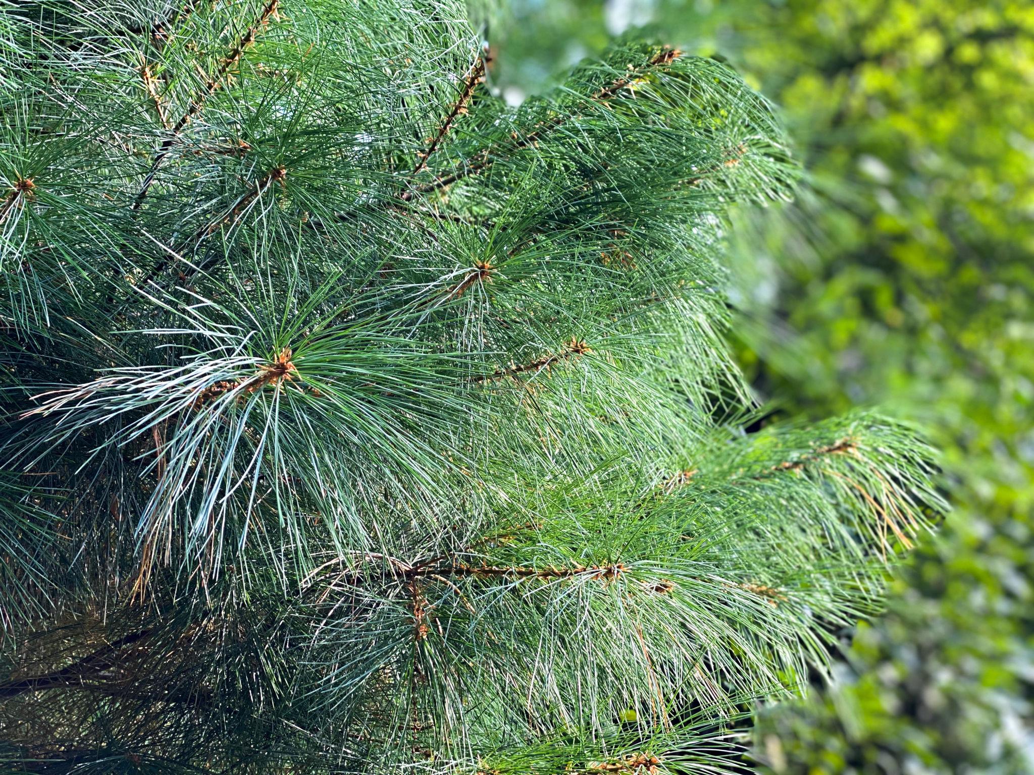 Pinus strobus (White Pine)