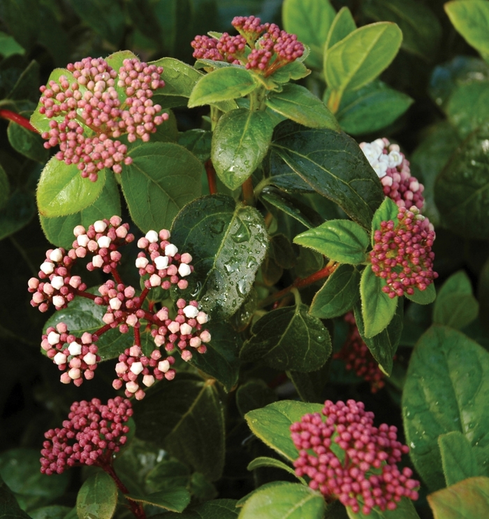 Viburnum Spring Bouquet 2 Gal