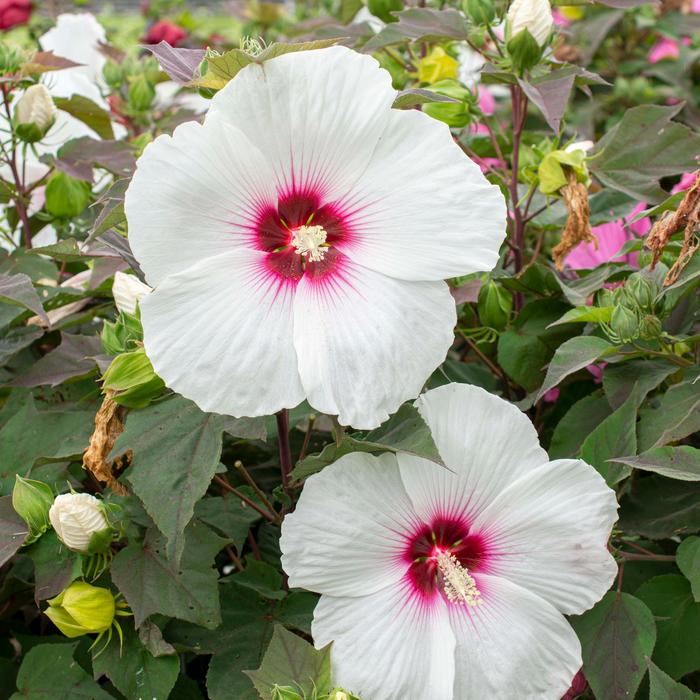 Hibiscus Head Over Heels Passion 3 Gal