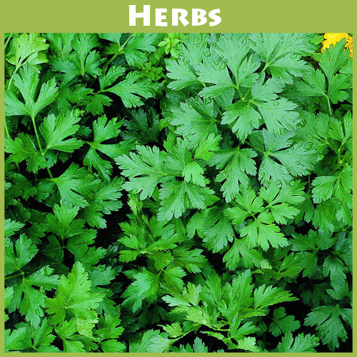 Parsley Italian