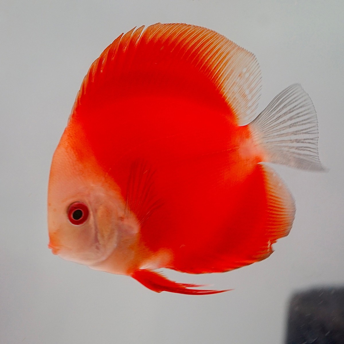 Red Melon Discus