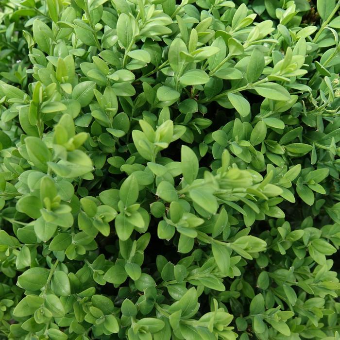 Boxwood Green Mountain 7 Gal Spiral