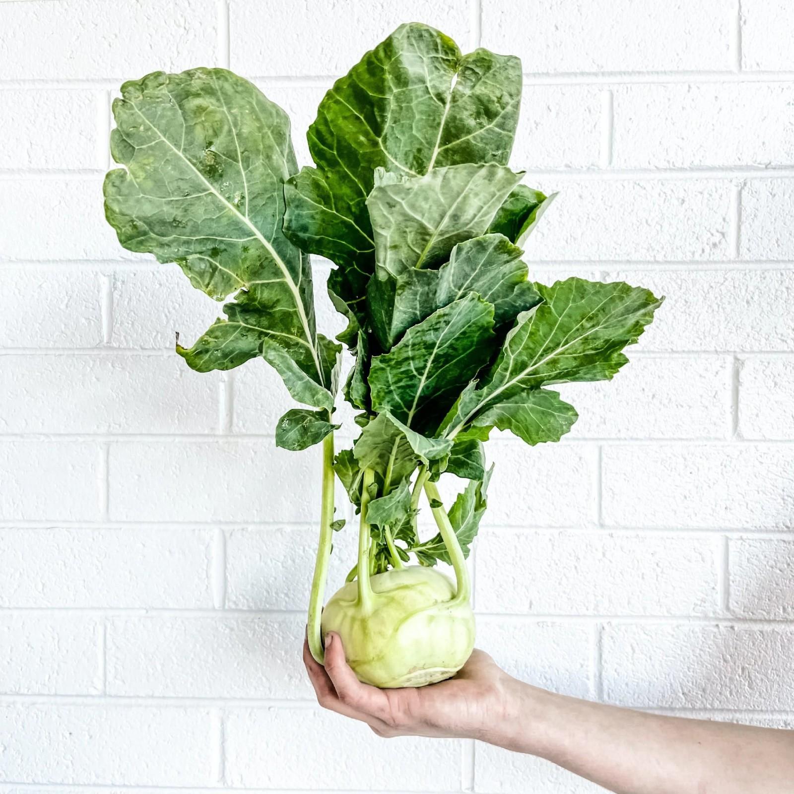 2x Kohlrabi Superschmelz Plug Plants – Giant White/Green Variety - Hardy Variety