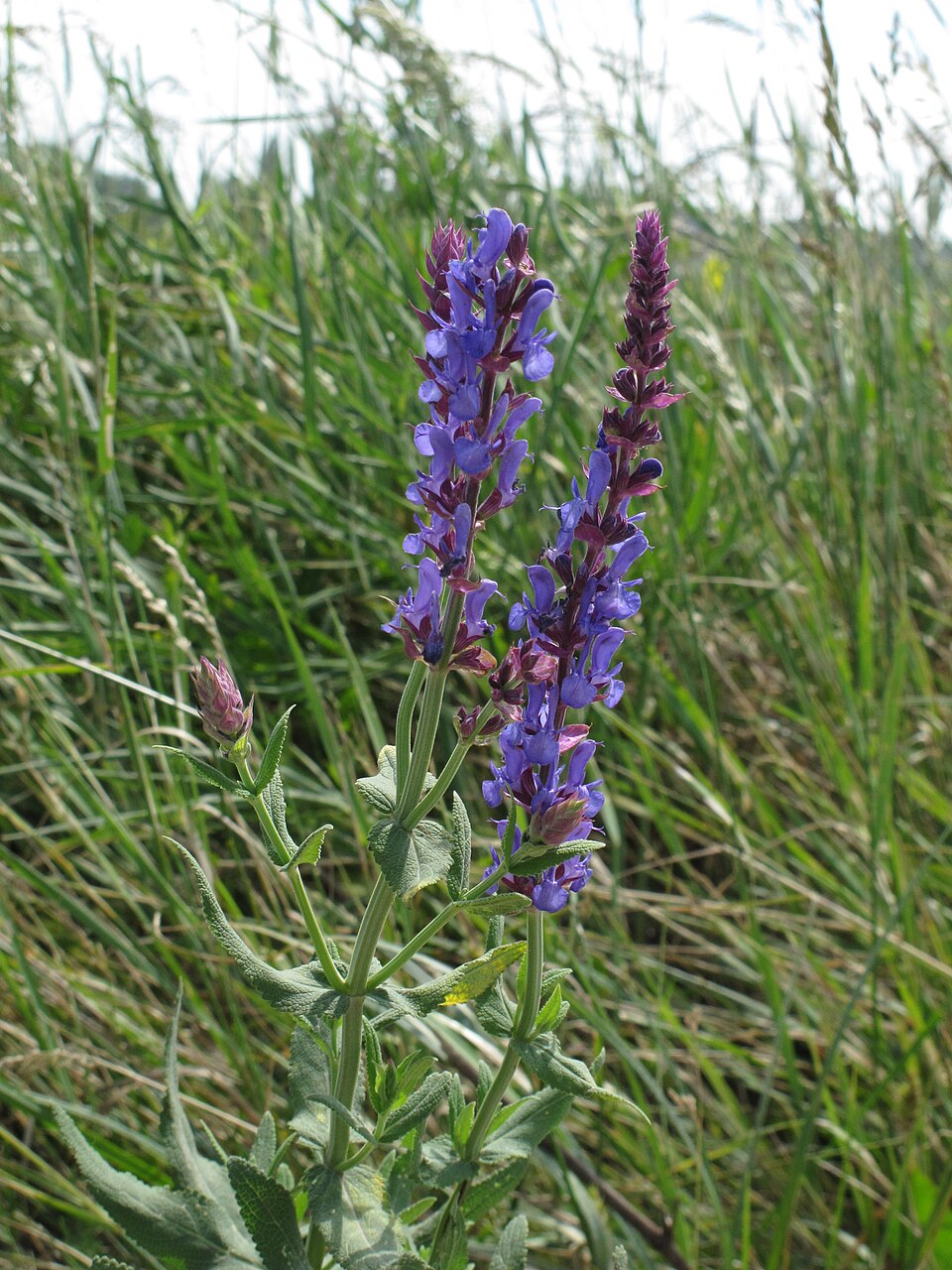 Salvia nemorosa 'Blue Marvel'