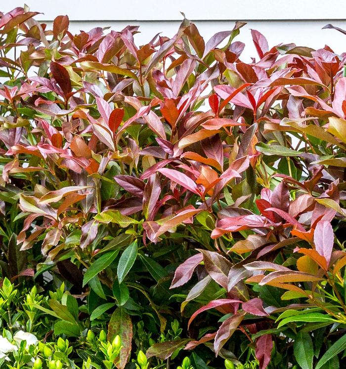 Viburnum Sugar Cookie 3 Gal