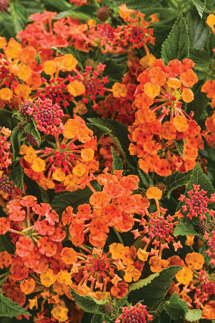 Lantana Luscious Pinkberry Blend 10" PW