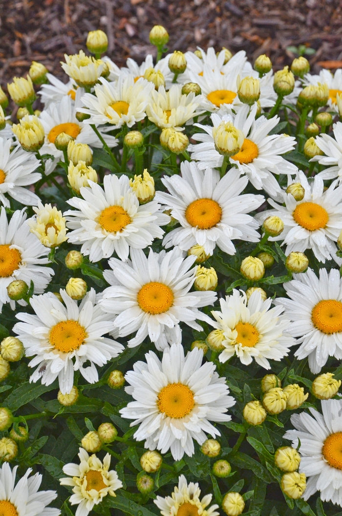 Shasta Daisy Darling Daisy 1 Gal