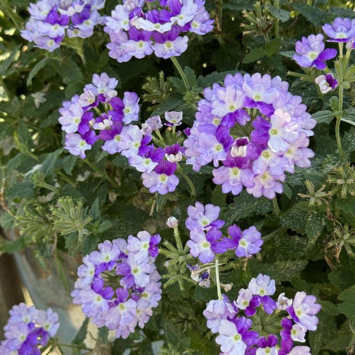 Verbena Superbena Cobalt PW Quart