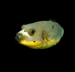 Yellowbelly Dogface Puffer ( IN DISPLAY )