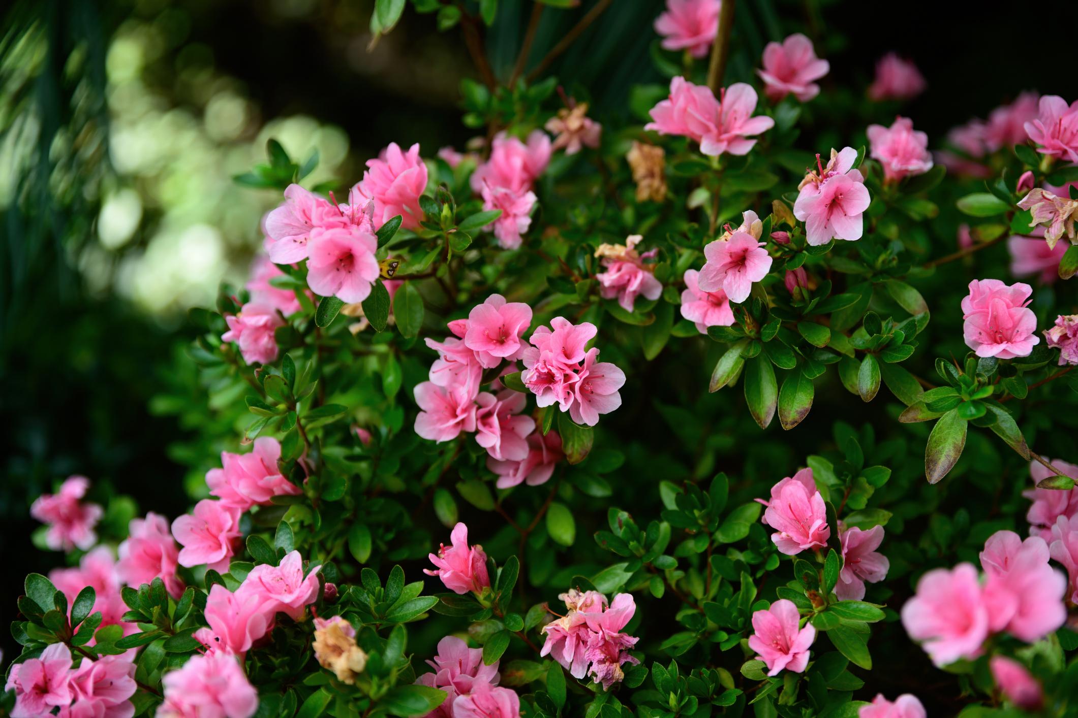 Azalea 'Karen'